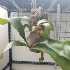 ビカクシダP.Pure sporeling (P. Woot9 select) - メルカリ