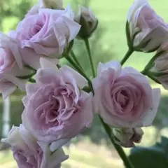 119＊ピンクの可愛い薔薇咲きゼラニウム（ミルフィーユローズ） 119＊ピンクの可愛い薔薇咲きゼラニウム（ミルフィーユローズ