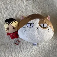 ハイキュー 音駒 ケンマネコ ケンマ ぬいぐるみ