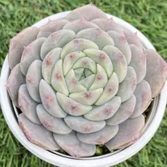 エケベリア キャンディハート