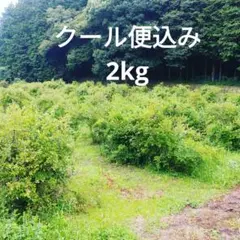 クール便込み　完熟ブルーベリー2kg　7/21午前中収穫のサムネイル