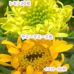 ciao様 リクエスト 2点 まとめ商品