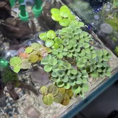 浮き草セット　1セットのみのサムネイル