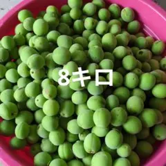 新鮮 青梅 生梅 梅酒 梅シロップ用　小梅　8キロのサムネイル
