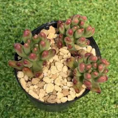 多肉植物 レッドベリー① 抜き苗 - メルカリ