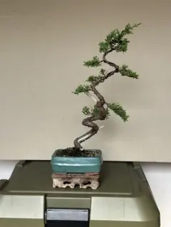 樹高6㎝　津山ヒノキ　檜　豆　ミニ　小品　盆栽　真柏　黒松　五葉松　杉 樹高6㎝ 津山ヒノキ 檜 豆 ミニ 小品 盆栽 真柏 黒松 五葉松 杉 - メルカリ