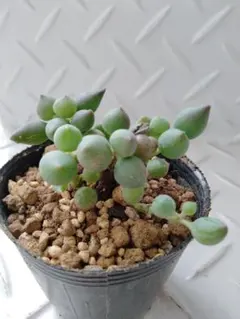 2026年最新】セネシオの人気アイテム - メルカリ