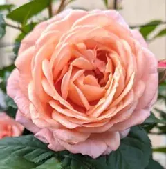 seishu様 リクエスト 2点 まとめ商品