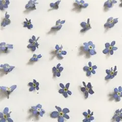 わすれなぐさブルードライフラワー パーツ レジン 素材 - メルカリ