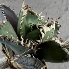 2026年最新】アガベ チタノタ 金剛の人気アイテム - メルカリ