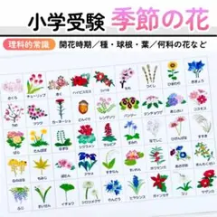 ジャック　暁星クラス　年長勉強　夏休み宿題プリント　小学校受験 ジャック 暁星クラス 年長勉強 夏休み宿題プリント 小学校受験