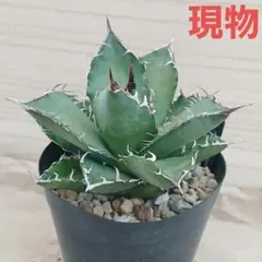 アガベ オアハカ Agave Oaxaca 2世 - メルカリ