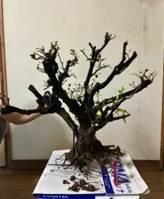 2026年最新】山採りの人気アイテム - メルカリ
