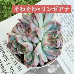 M*˚様 ⑲大きめ苗! そわそわ❣️青鬼❣️龍鱗蓮華❣️おらいさん発根済 6苗メ Succulents] 👹 Red Demon, Blue Demon and Zawawa - YouTube