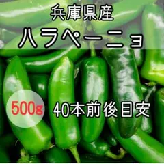 兵庫県産 ハラペーニョ 500g 40本前後のサムネイル