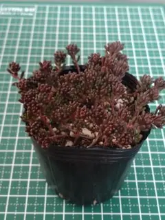 ⑦ブラックベリー　抜き苗　多肉植物