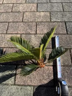 2026年最新】ソテツ 斑入りの人気アイテム - メルカリ