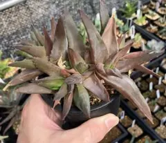 Aloe Black Gem アロエ ブラック•ジェム　群生　アルウォルチアのサムネイル