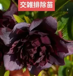クリスマスローズ　ベビー苗　クレオパトラのサムネイル