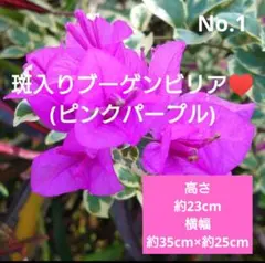 2026年最新】ブーゲンビリアの人気アイテム - メルカリ