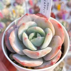 大人気 多肉植物 エケベリア 苺ミルクティー 超美苗 レア種