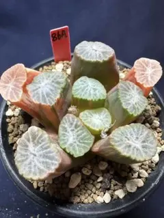 55a 多肉植物 ハオルチア　ルビー万象錦　自家繁殖　鉢植え発送 55a 多肉植物 ハオルチア ルビー万象錦 自家繁殖 鉢植え発送 - メルカリ