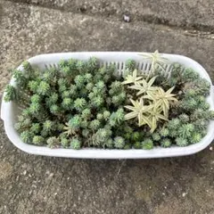 そのまま飾れる多肉植物寄せ植え83 - メルカリ