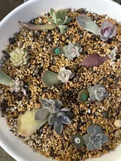 ❤️確認用❤️ミックスベリア❤️プリンセスティアラ❤️抜き苗♪札なし✨メルカリ便✨ 2025年最新】ミックスベリアの人気アイテム - メルカリ