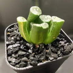 2026年最新】ハオルチア の人気アイテム - メルカリ