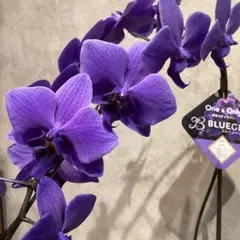 2026年最新】胡蝶蘭 ブルージーンの人気アイテム - メルカリ