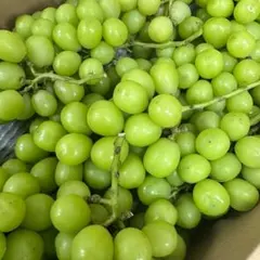 シャインマスカット 果物