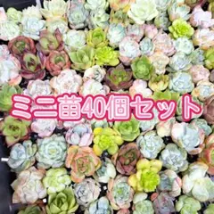 B級品韓国ミニ苗40個セット✨多肉植物　エケベリア　詰め合わせ　寄せ植えに!!