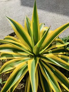 2025年最新】アガベ ゴールドマージンの人気アイテム - メルカリ