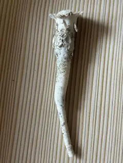 極上・超高密度】天然 鹿の角 落角35cm / 435g オブジェ・クラフト用 