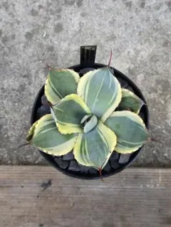 2025年最新】オリザバ アガベの人気アイテム - メルカリ