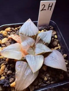 26h 多肉植物 ハオルチア 阿七頭錦糊斑 自家繁殖 鉢植え発送 - メルカリ