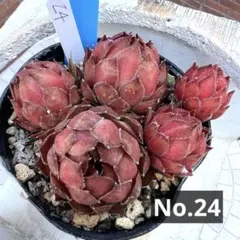 センペルビウム　ダラス 多肉植物 センペルビウム ダラス No.24【黄】 - メルカリ