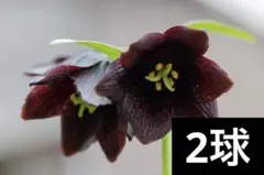 のん様 リクエスト 2点 まとめ商品