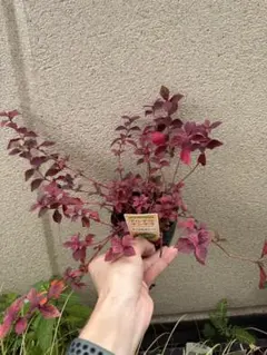 プロフ確認宜しく‼//あっくんママ様 リクエスト 3点　　メルカリ便　鉢ごと発送