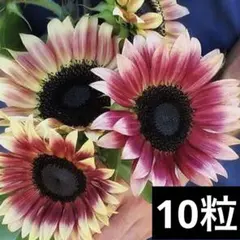 めりぃ様 リクエスト 2点 まとめ商品