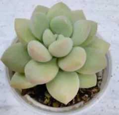 ストライプ様 リクエスト 2点 まとめ商品