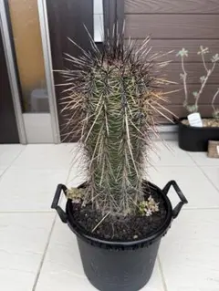 2025年最新】弁慶柱の人気アイテム - メルカリ