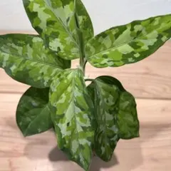 2026年最新】アグラオネマ ピクタム 種の人気アイテム - メルカリ