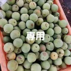 新鮮 青梅 生梅 梅酒 梅シロップ用のサムネイル