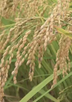 令和7年兵庫県産コシヒカリ30kgのサムネイル