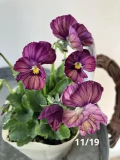 みぃぽん様 リクエスト 2点 まとめ商品