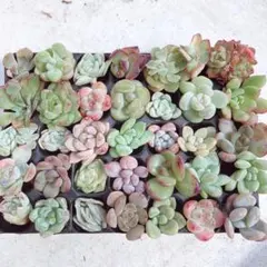 ⑦サービス品！ 韓国苗　カット苗　ミニミニ寄せ植え用　多肉植物