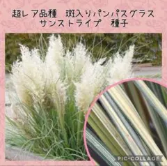 【種子】斑入りパンパスグラス　サンストライプ　おまけ種子付き