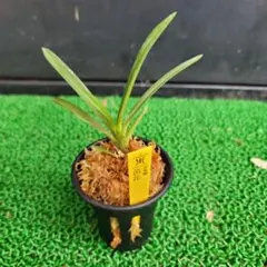 【富貴蘭】黄花のサムネイル