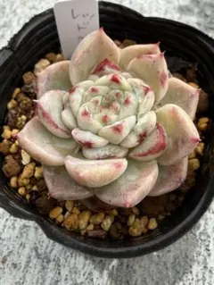 多肉植物 眠り姫 おらいさん苗 ミックスベリア 札なし - メルカリ